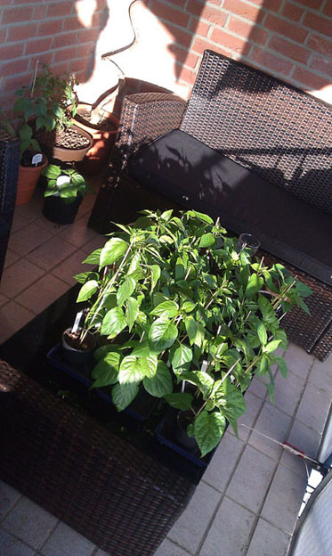 Chilibalkon 3.jpg