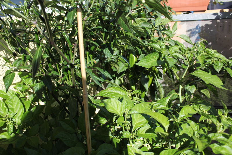 chilibalkon2kusk.jpg