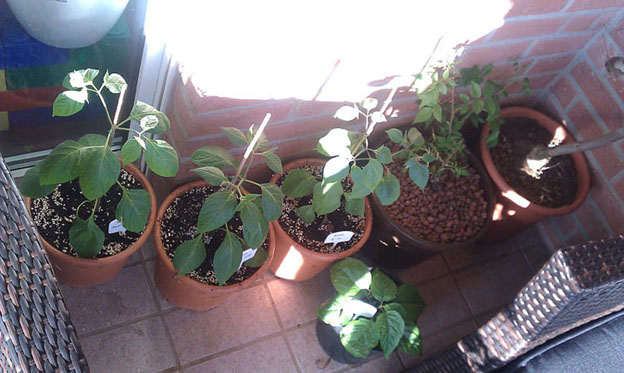 Chilibalkon4.jpg