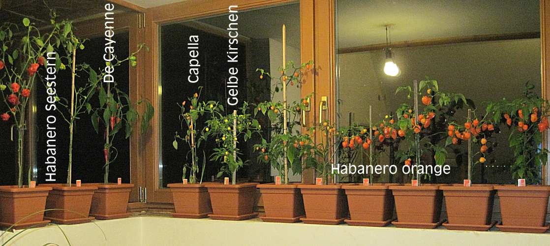 Chilis-im-Buero_reduziert.jpg