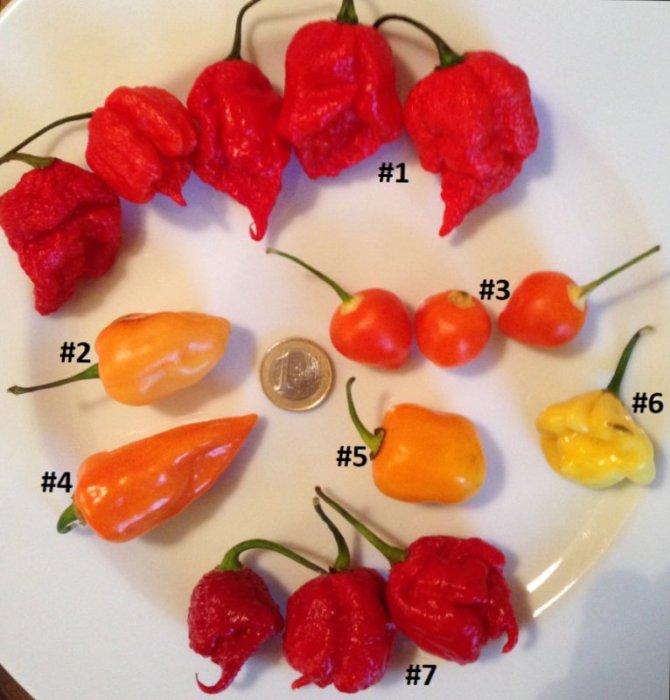 chilis.jpg