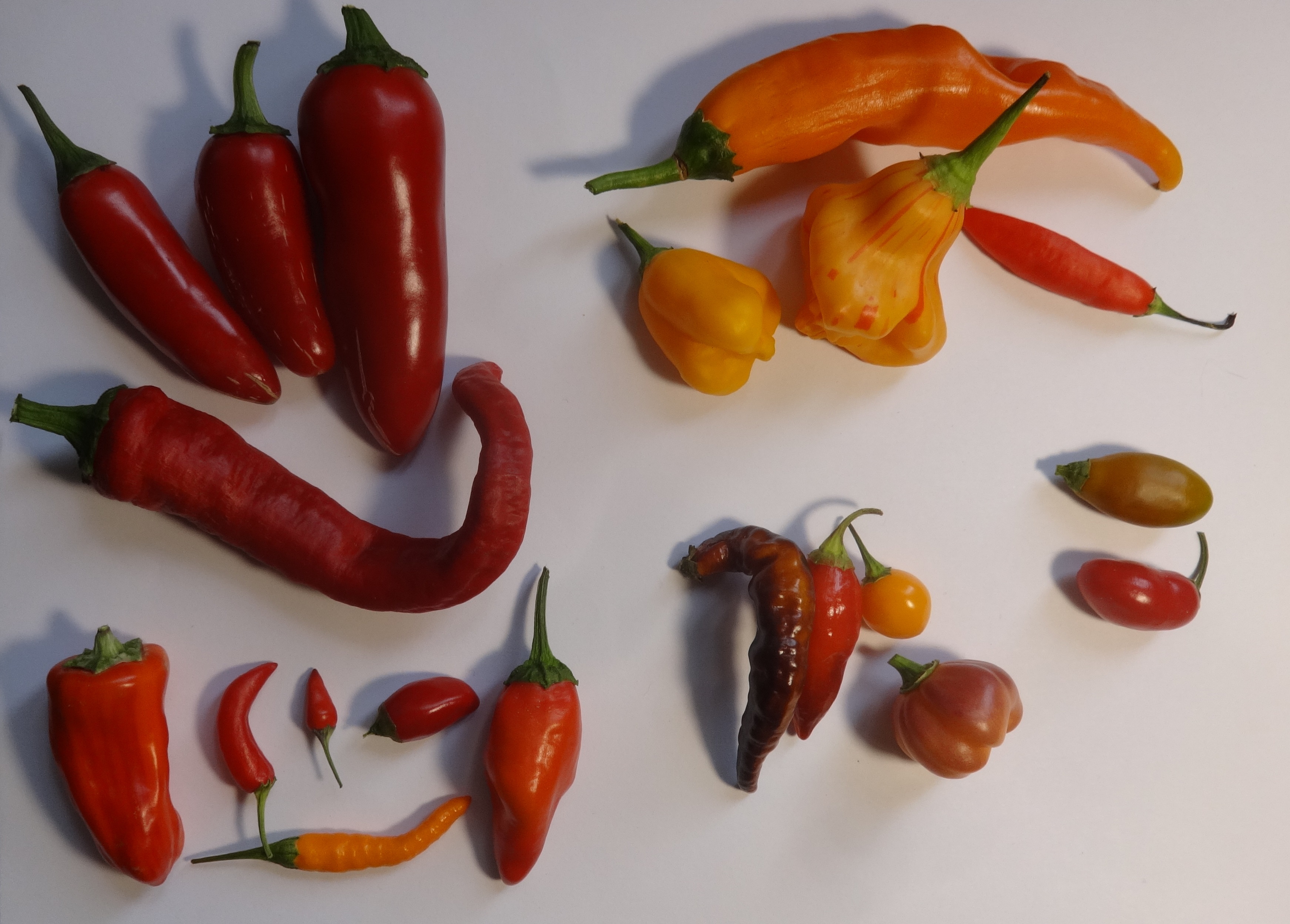 chilisorten.JPG