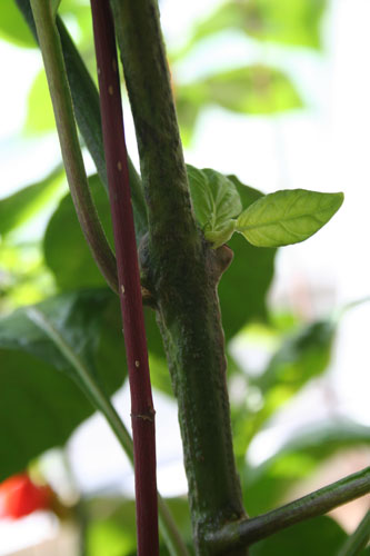 chilistamm.jpg