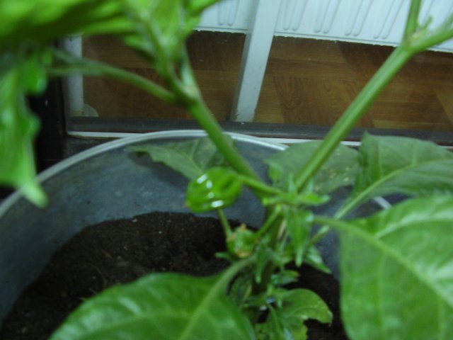 Chils10JuniHabanero.jpg