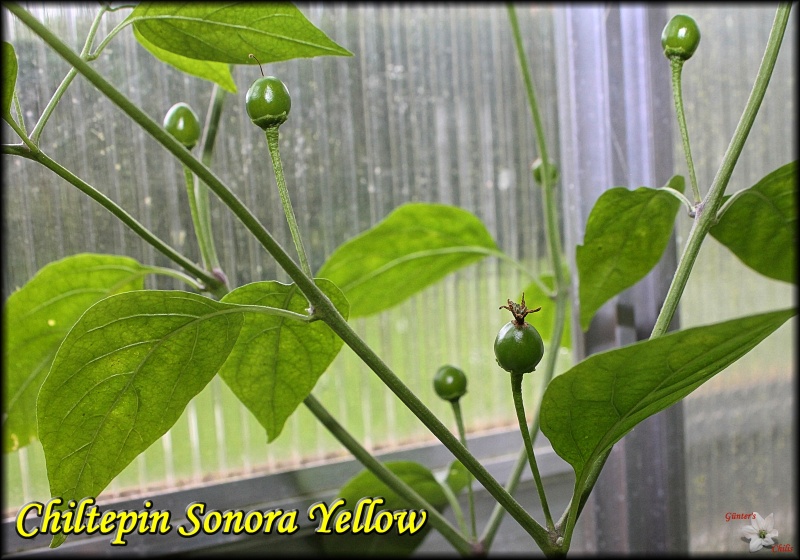 Chiltepin Sonora Yellow - Kopie.JPG