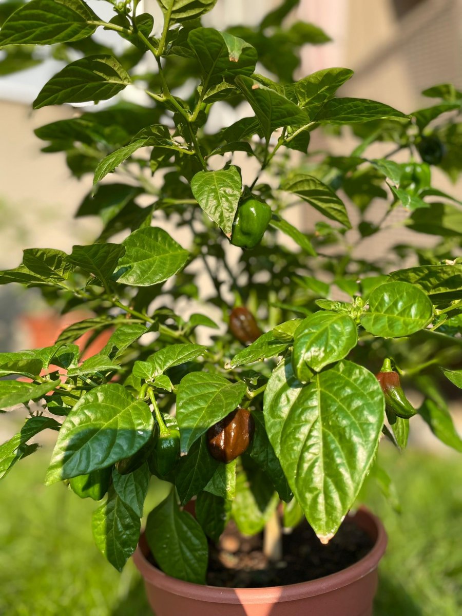 Chocolate Habanero_1.JPG