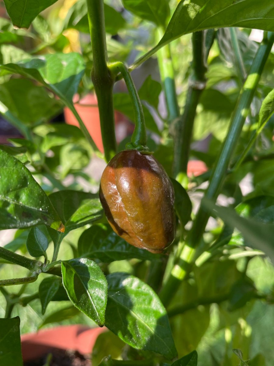 Chocolate Habanero_2.JPG