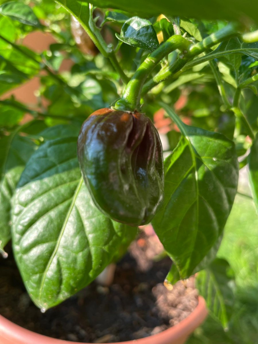 Chocolate Habanero_3JPG.JPG