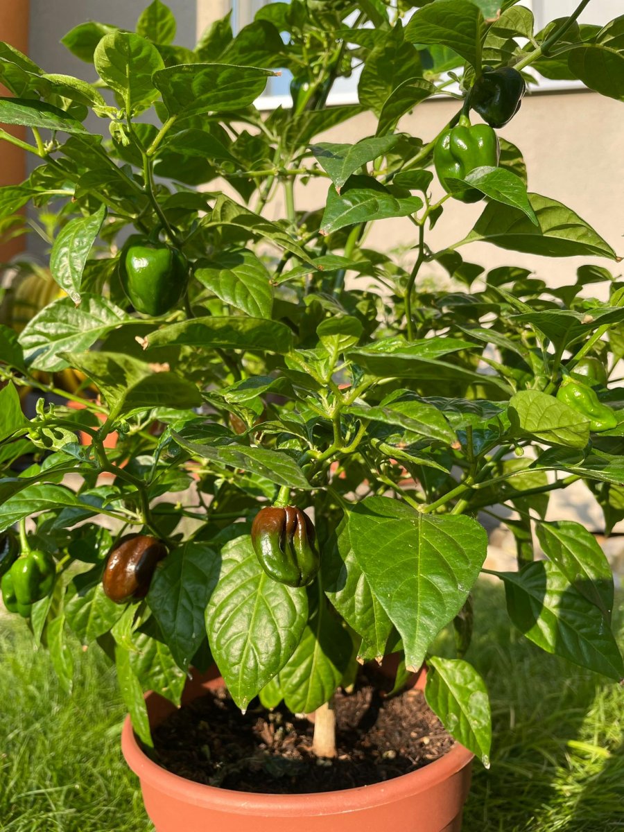 Chocolate Habanero_5.JPG