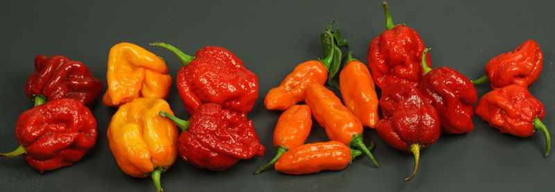 chocolate_scorpion_x_primo_orange.jpg