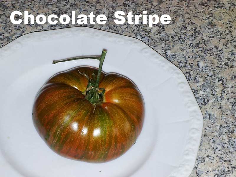 chocolatestripe.jpg