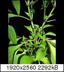 cimg3908j8ha.jpg