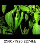 cimg3910u8z3.jpg