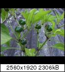 cimg39134m4r.jpg