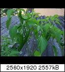 cimg3915amso.jpg