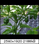 cimg391688ar.jpg