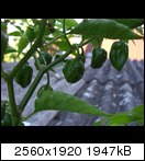 cimg39173jik.jpg