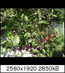 cimg392258ip.jpg