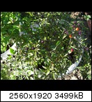 cimg3923rktw.jpg