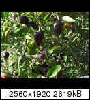 cimg3924oj7p.jpg
