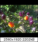 cimg3925sjt1.jpg