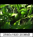 cimg3926mjxw.jpg