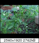 cimg3927w8r8.jpg