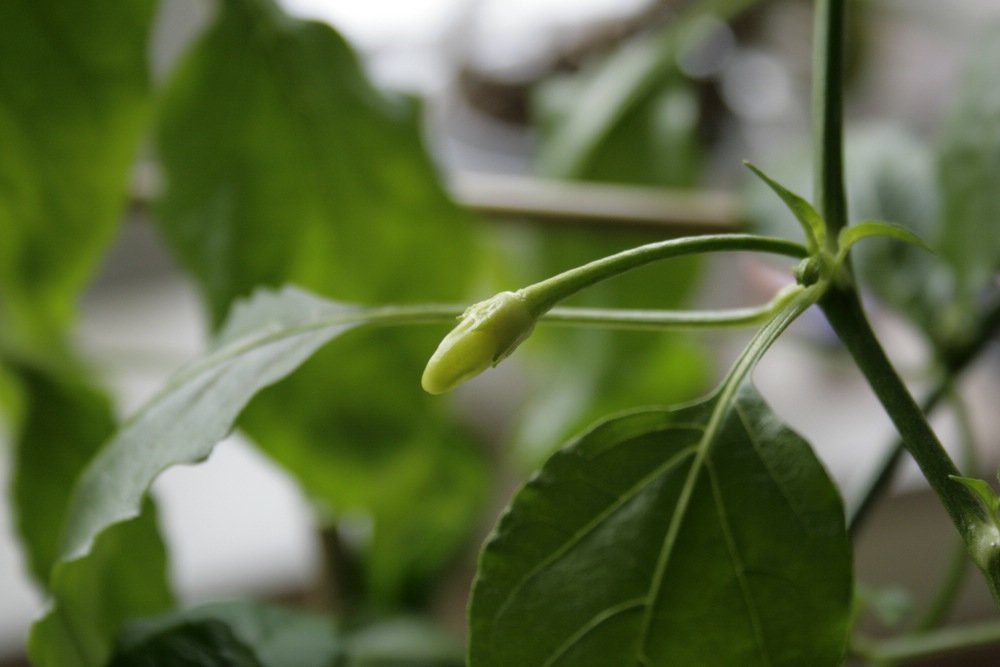 comp__MG_7200-Aji Golden.jpg