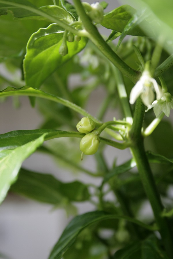 comp__MG_7208-Bhut.jpg