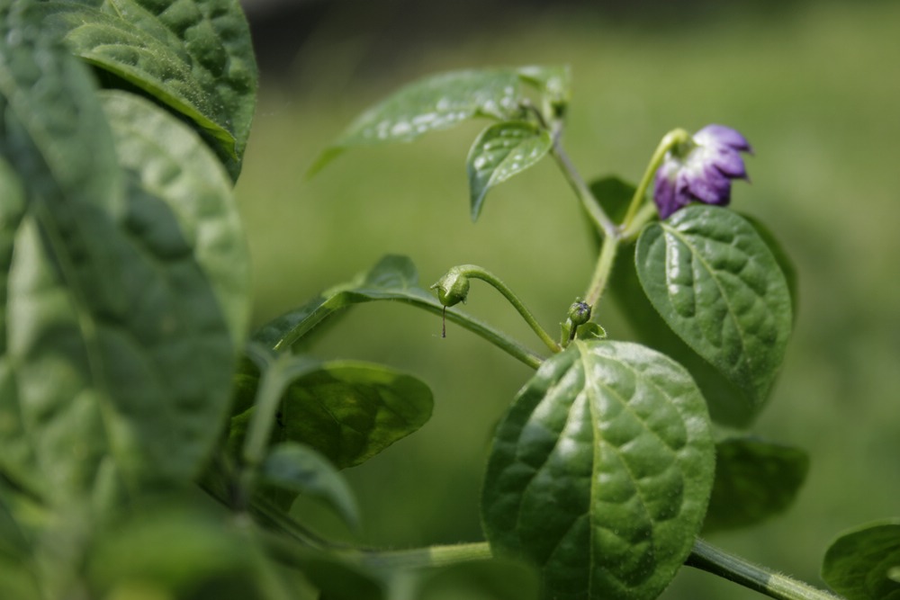 comp__MG_7351-Mini Rocoto Ansatz.jpg