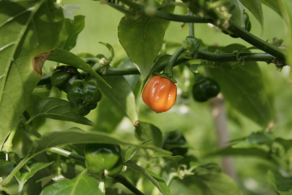 comp__MG_7354-Habanero Manzano.jpg