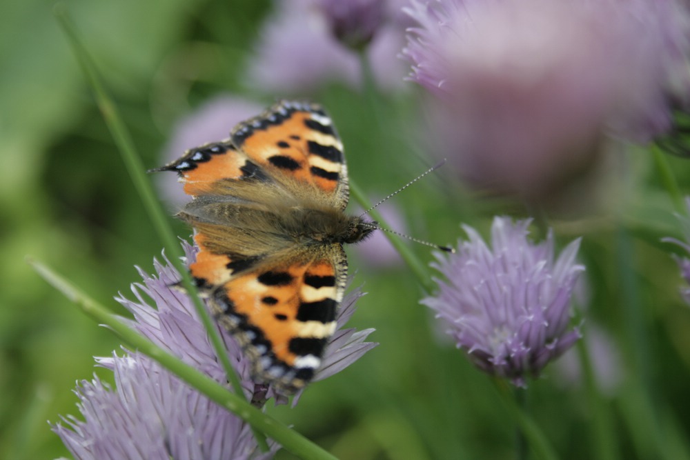 comp__MG_7367-butterfly.jpg