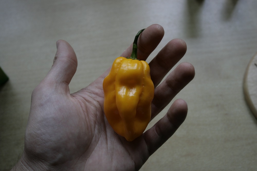 comp__MG_7372-habanero.jpg