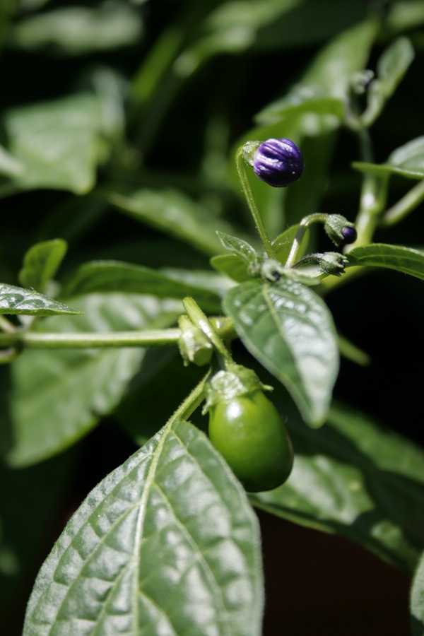 comp__MG_7375-MiniRocoto.jpg