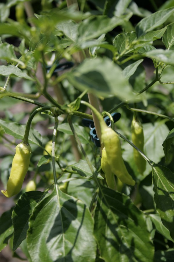 comp__MG_7402-Aji.jpg