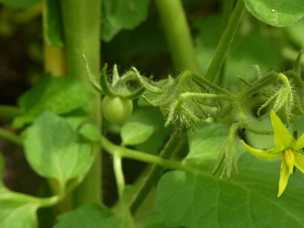 comp_RIMG0003-Tomaten.jpg