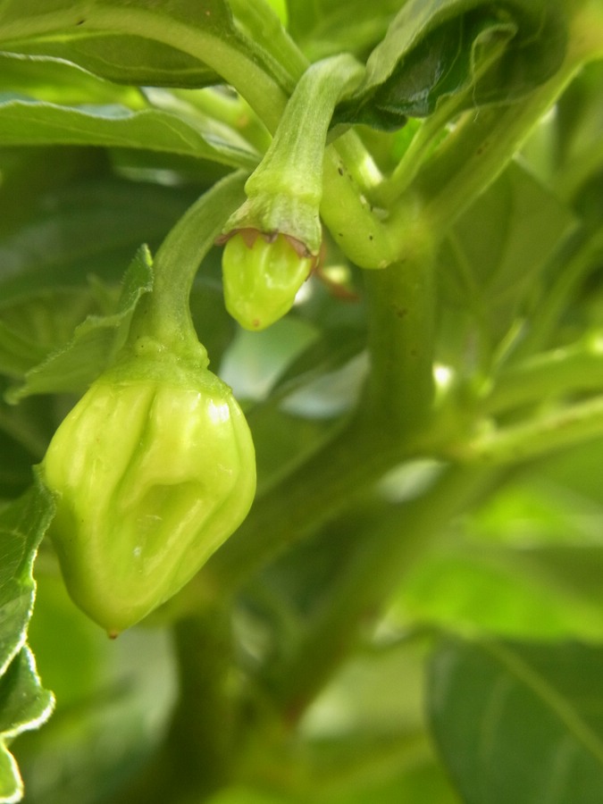 comp_RIMG0005-Bhut.jpg