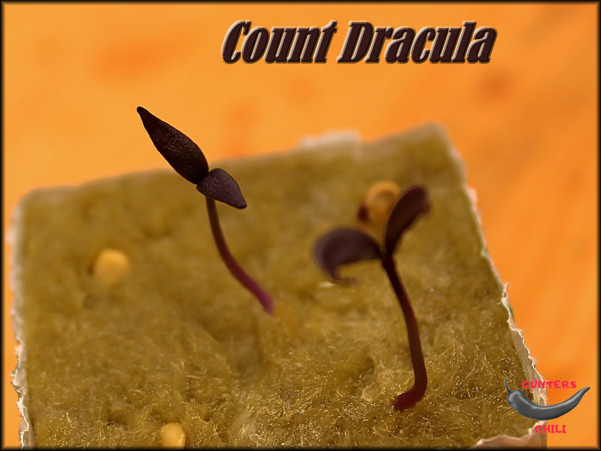 Count Dracula 24.01.2021.jpg