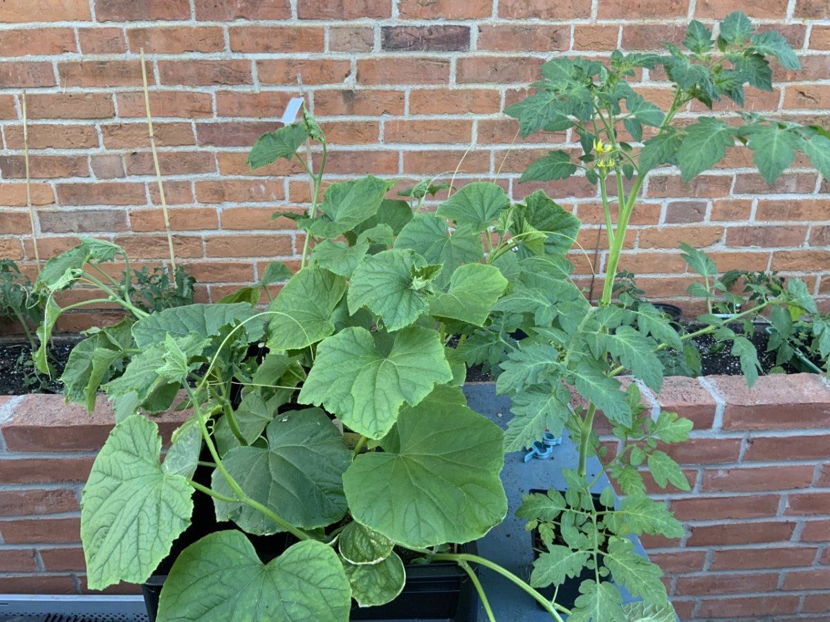 Cucumber Tomatoes.jpg