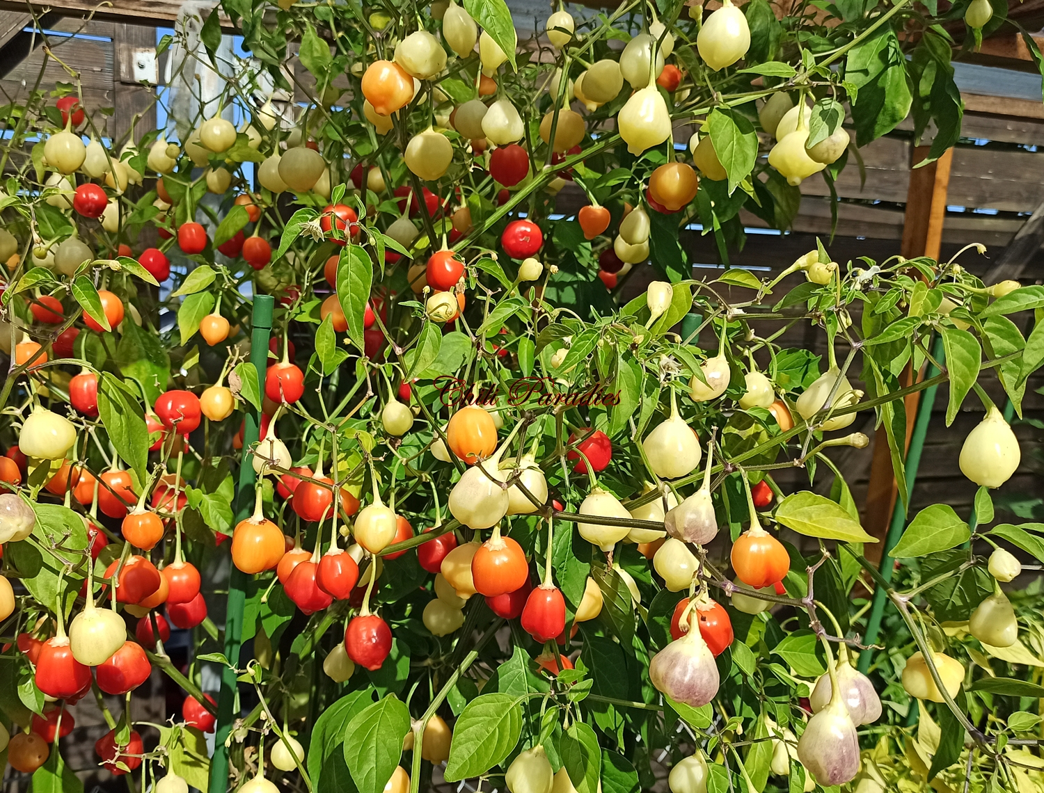 Cusco Market.jpg