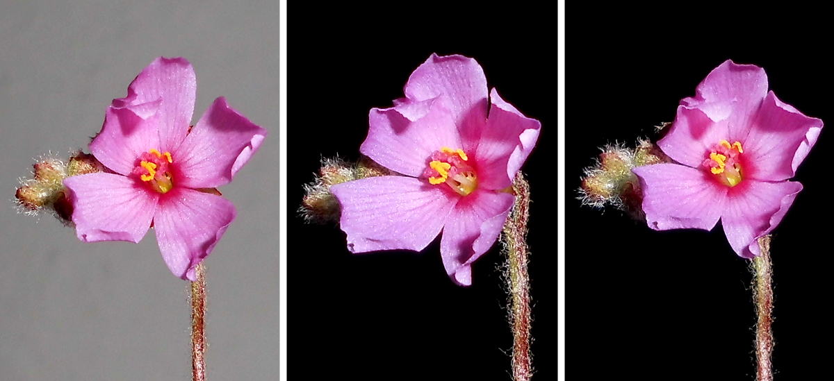 D_camporupestris-flower-trio.jpg