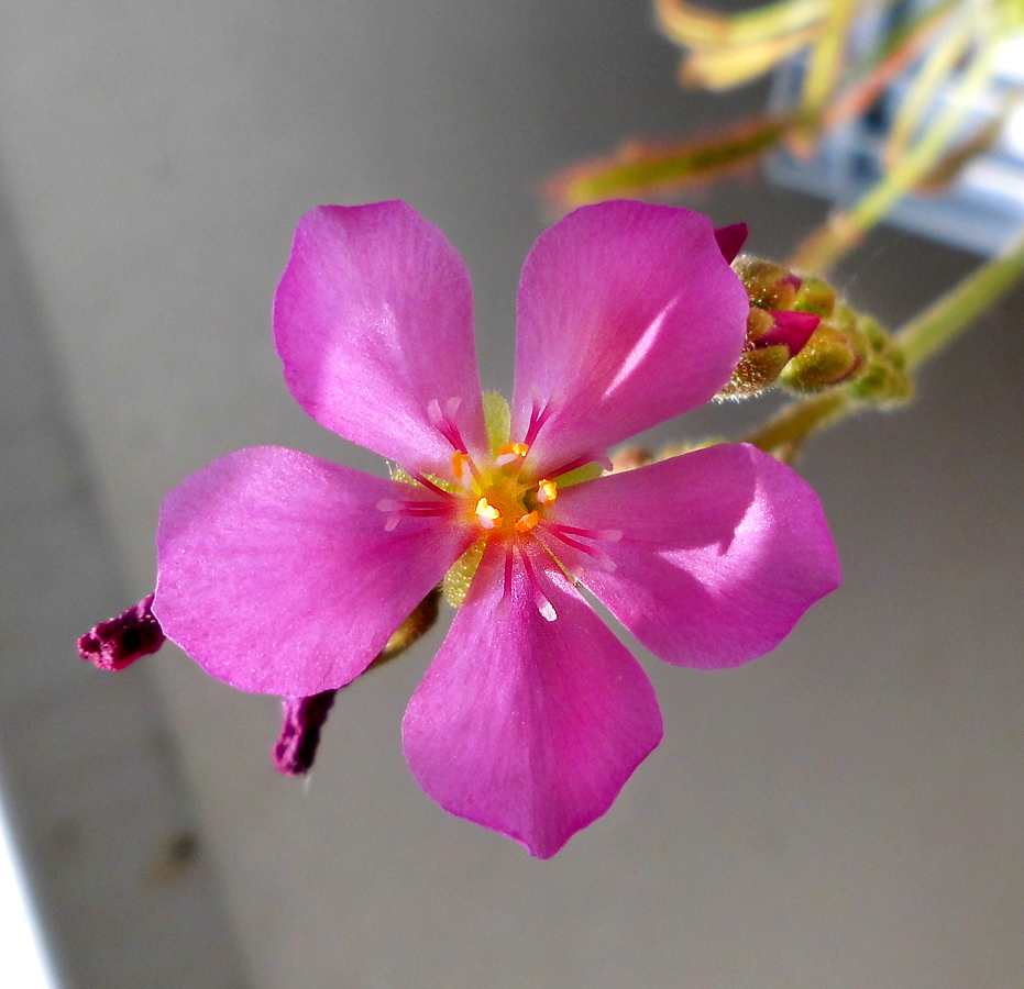D_capensis-flower-1.jpg