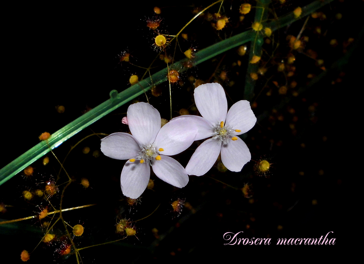 D_macrantha-flowers.jpg