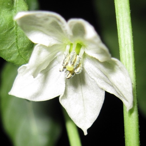 DeCayenne_Blüte.JPG