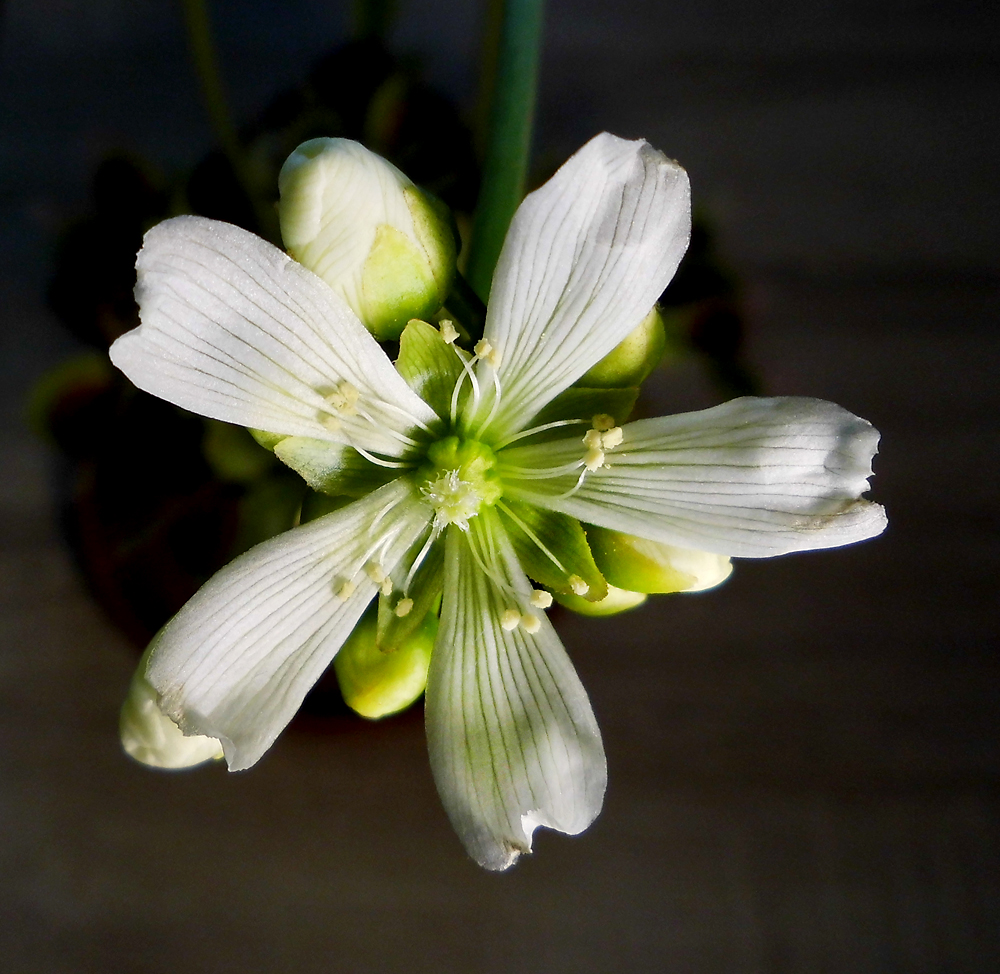 Dionaea_fl-1.jpg