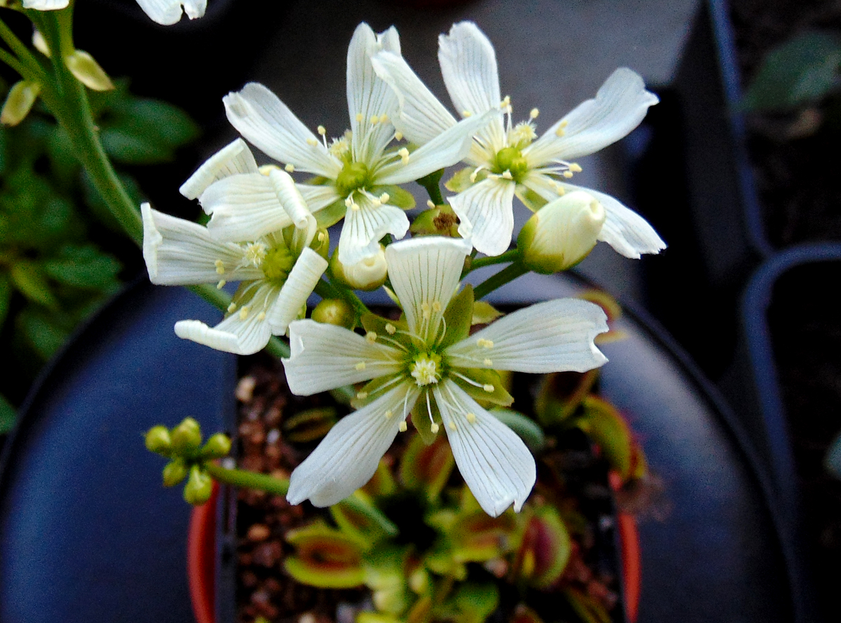 Dionaea_flowers-2.jpg