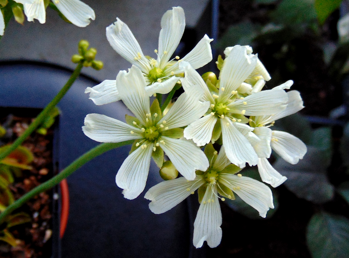 Dionaea_flowers-3.jpg