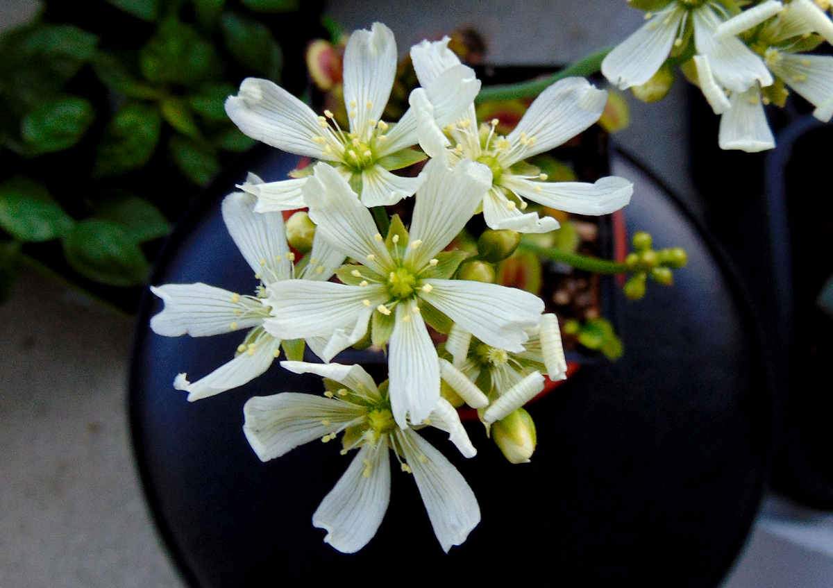 Dionaea_flowers.jpg
