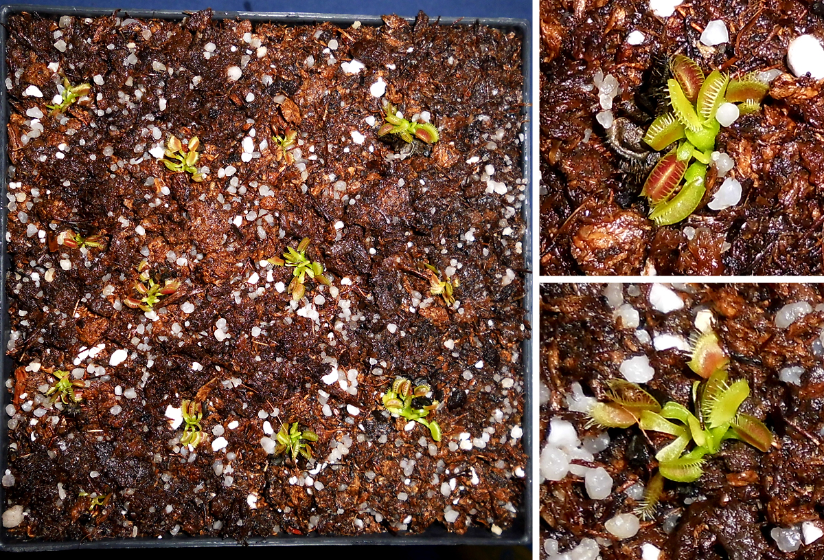 Dionaea_seedlings-2_potted.jpg