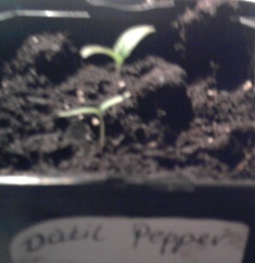 dpepper5bu6c.jpg